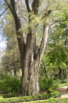 Almez - Porte (Celtis australis)