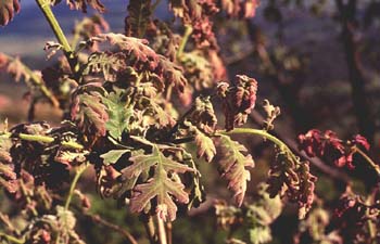 Rebollo / melojo - Hoja (Quercus pyrenaica)