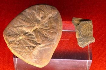 Annularia stellata (Equiseto-Cola Caballo) Carbonífero