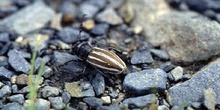 Longicornio zapador (Dorcadion fuliginator)