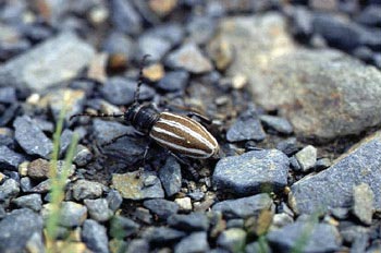 Longicornio zapador (Dorcadion fuliginator)