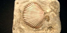 Pecten matronerisis (Bivalvo) Cretácico
