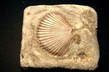 Pecten matronerisis (Bivalvo) Cretácico