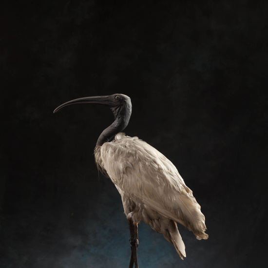 IES_SANISIDRO_MUSEO_Aves_144