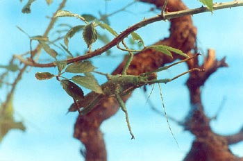 Gran insecto hoja (Hetropteryx dilatata)