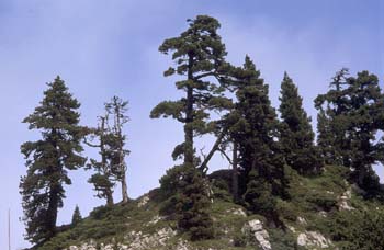 Pino negro - Porte (Pinus uncinata)