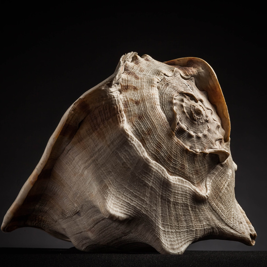 IES_CARDENALCISNEROS_CONCHAS_042