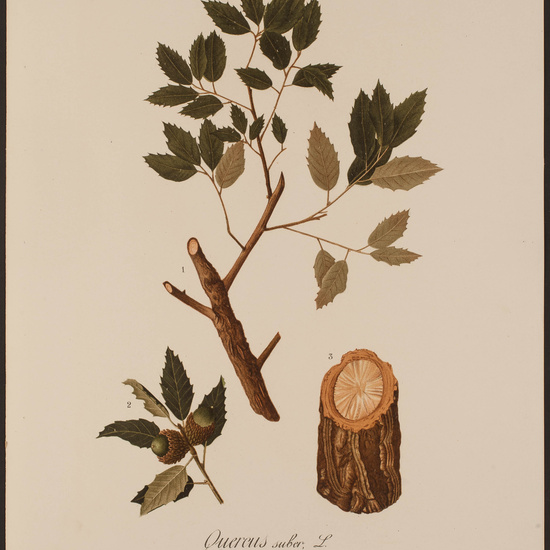 IES_CARDENALCISNEROS_HERBARIO_078