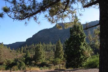 Pinar en San Bartolomé