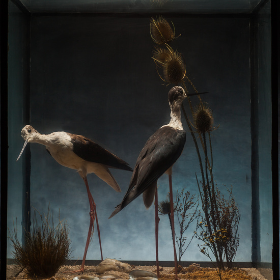 IES_SANISIDRO_BIOLOGIA_170