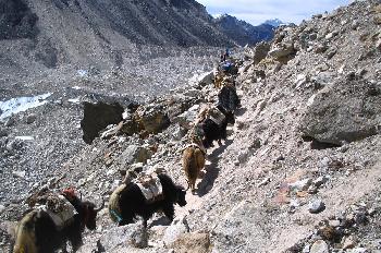 Caravana de yaks con cargamento