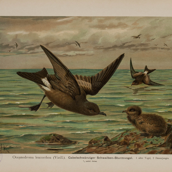 IES_CARDENALCISNEROS_AVES_LAMINAS_129