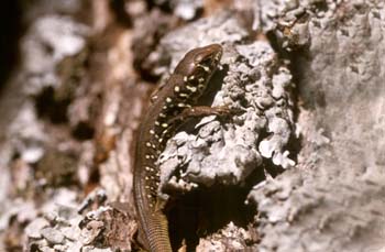 Lagarto verdinegro - Jóven (Lacerta schreiberi)