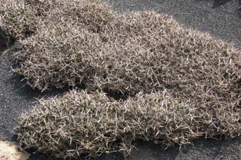 Opuntia articulata papiracantha