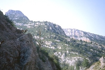 Cabra montesa en Sierra de Guara