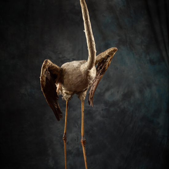 IES_SANISIDRO_BIOLOGIA_293