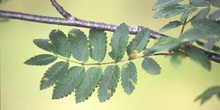 Serbal de cazadores - Hoja (Sorbus acuparia)