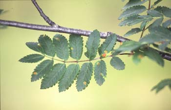 Serbal de cazadores - Hoja (Sorbus acuparia)