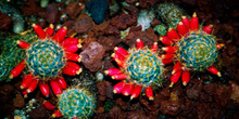 Flores rojas de Mammillaria haitiensis