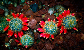 Flores rojas de Mammillaria haitiensis