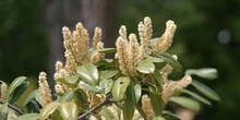 Lauroceraso - Flor (Prunus laurocerasus)