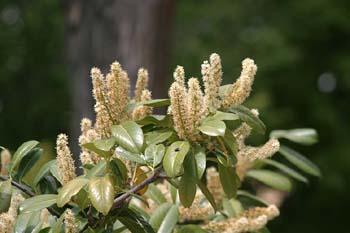 Lauroceraso - Flor (Prunus laurocerasus)