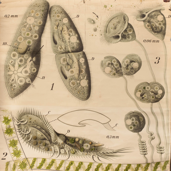 IES_RAMIRODEMAEZTU_BIOLOGIA_045