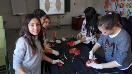 2018_02_09_DISECCION CORAZON Y PULMONES_SEXTO_CEIP FDLR_LAS ROZAS 6