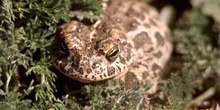 Sapo corredor (Bufo calamita)