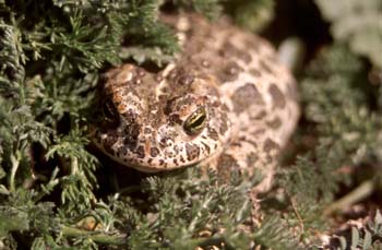 Sapo corredor (Bufo calamita)