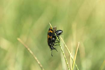 Meloido (Mylabris variabilis)