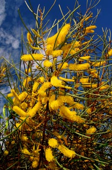 Rama de acacia silvestre, Australia