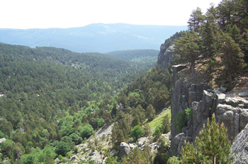 Bosque en las inmediaciones de la Laguna Negra, Soria, Castilla