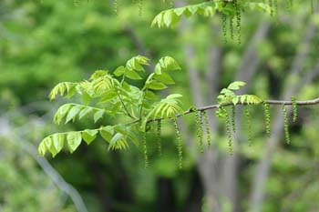 Nogal negro (Juglans nigra)
