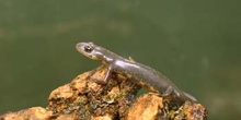 Tritón ibérico (Triturus boscai)