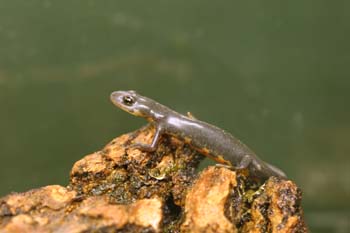 Tritón ibérico (Triturus boscai)