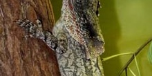 Lagarto (Frilled lizard), Australia