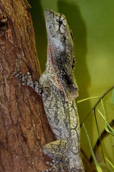 Lagarto (Frilled lizard), Australia