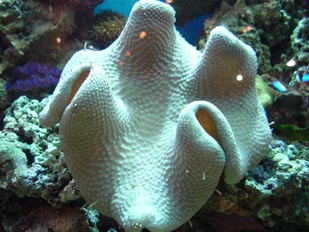 Coral seta (Sarcophyton sp.)