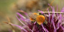 Abejorro (Bombus pratorum)