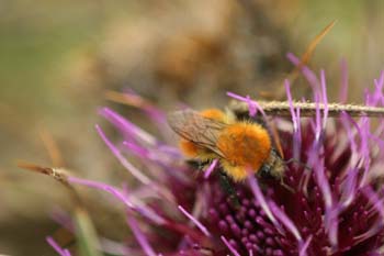 Abejorro (Bombus pratorum)