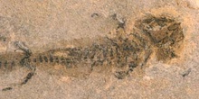 Branchiosaurus petrolei (Anfibio)