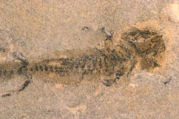 Branchiosaurus petrolei (Anfibio)