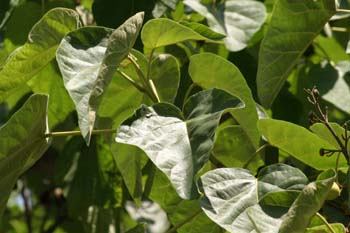 Paulonia (Paulownia tomentosa)