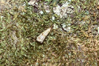 Polilla (Lepidoptera-Heterocera)