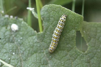 Polilla del Gordolobo - Oruga (Cucullia verbasci)