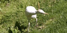 Garcilla bueyera (Bubulcus ibis)