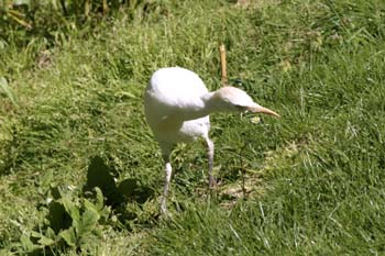 Garcilla bueyera (Bubulcus ibis)