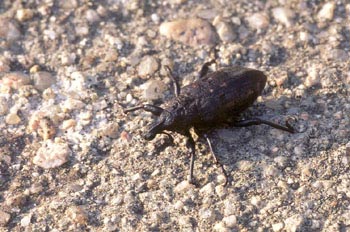 Gorgojo (Cleonus piger)