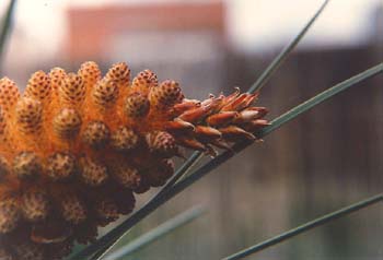 Pino resinero - Flor (Pinus pinaster)